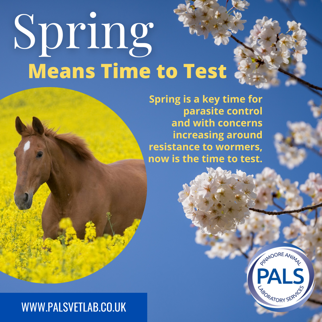 horse image worming for spring