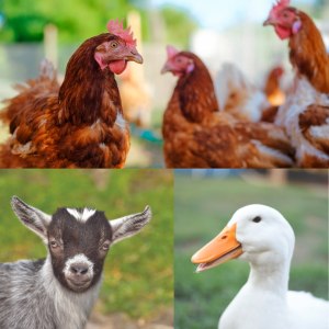 chickens, goat, duck