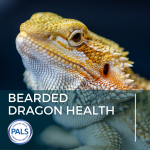 picture of bearded dragon