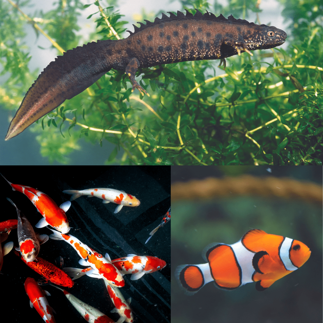 Fish and Amphibian PALS Vet Lab