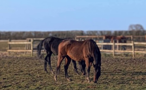 Horses in field