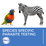 lorikeet and zebra image