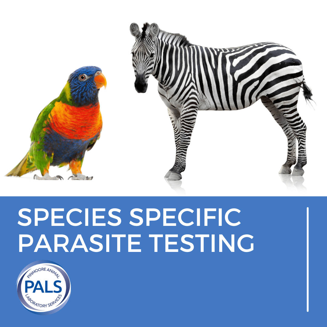 lorikeet and zebra image