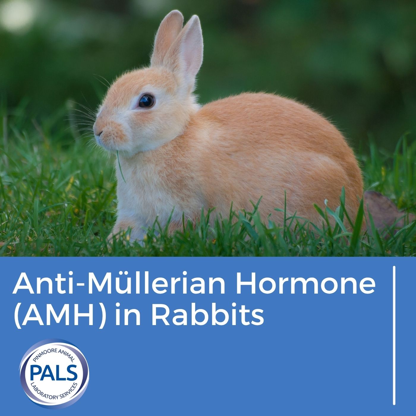Rabbit image